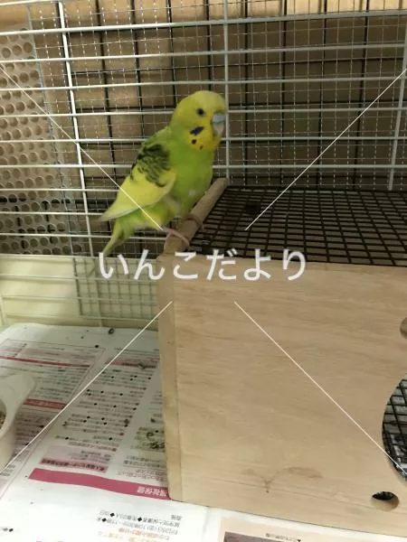 コメントの画像