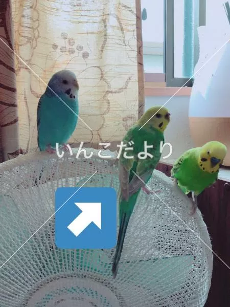 コメントの画像