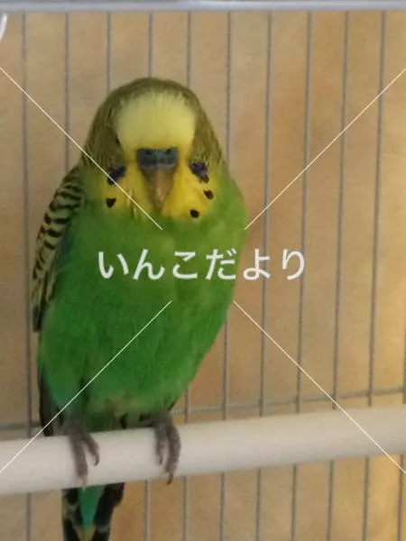 コメントの画像