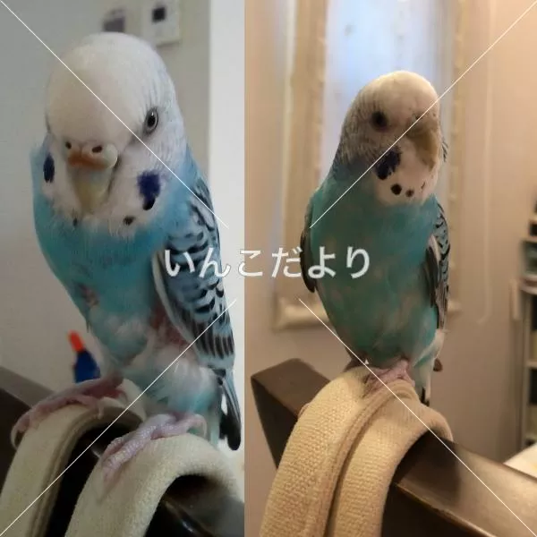 コメントの画像