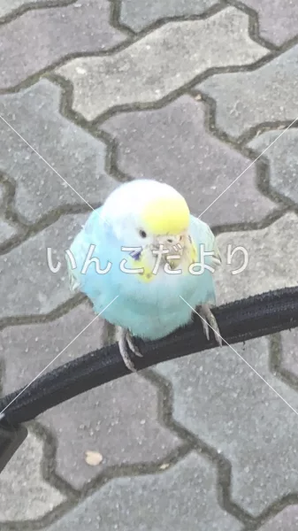 コメントの画像