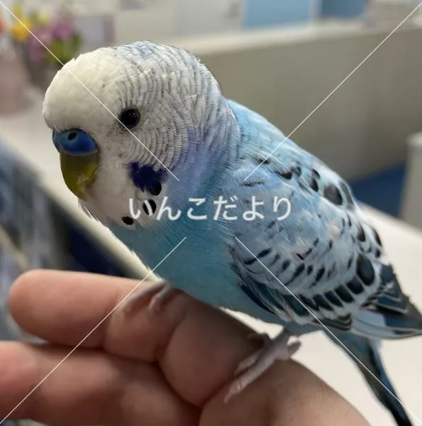 コメントの画像