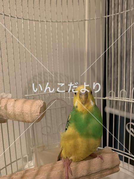 コメントの画像