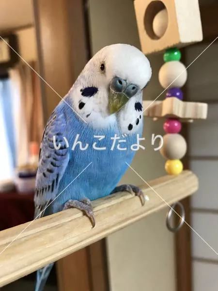 コメントの画像