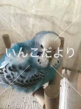 コメントの画像