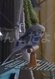 コメントの画像