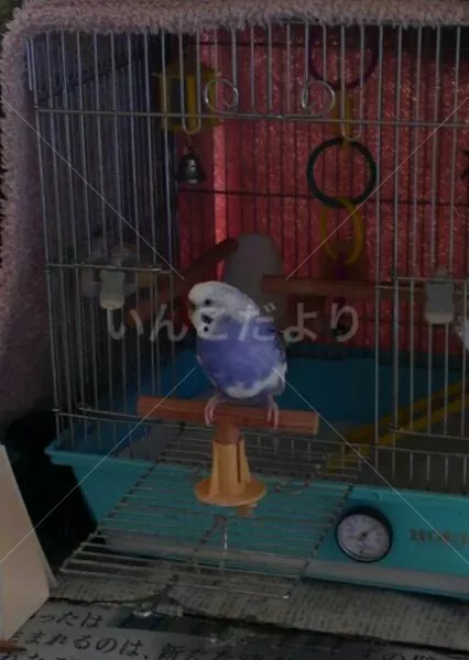 コメントの画像