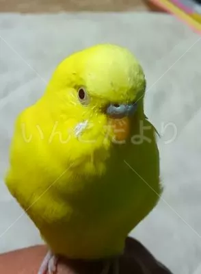 コメントの画像