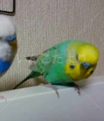 コメントの画像