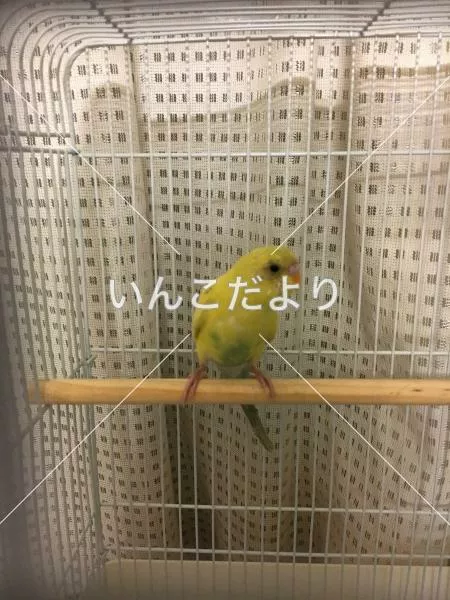 コメントの画像