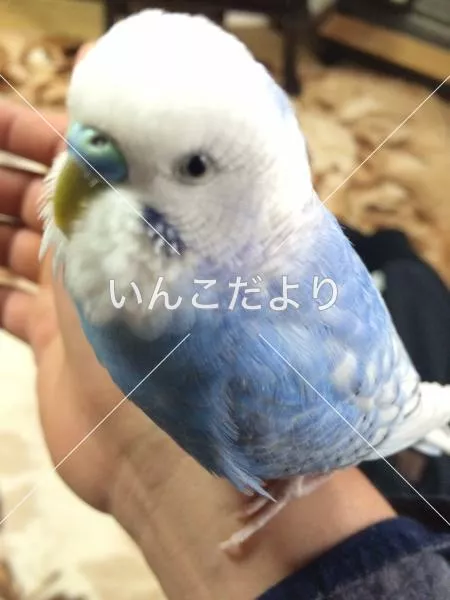 コメントの画像