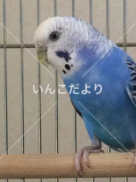 コメントの画像