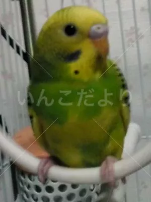 コメントの画像