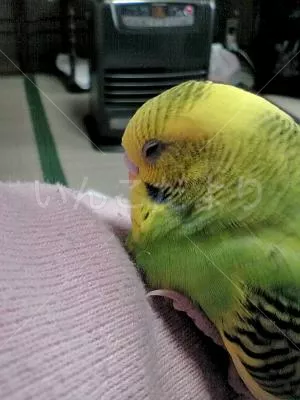 コメントの画像