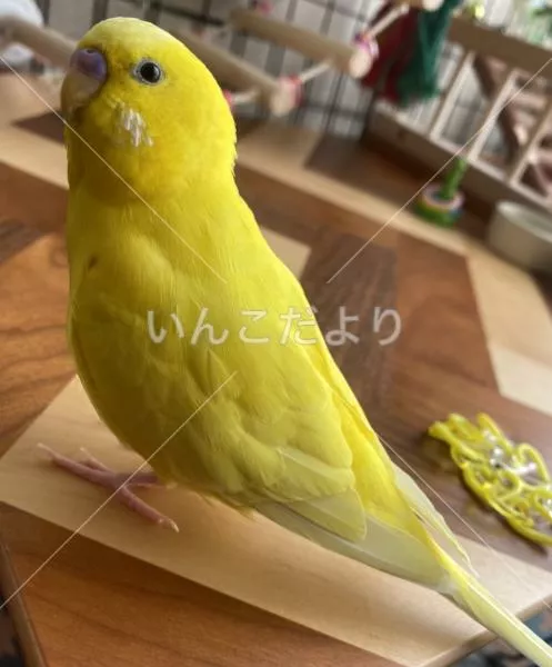 コメントの画像