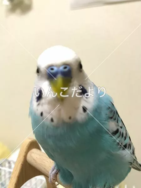 コメントの画像