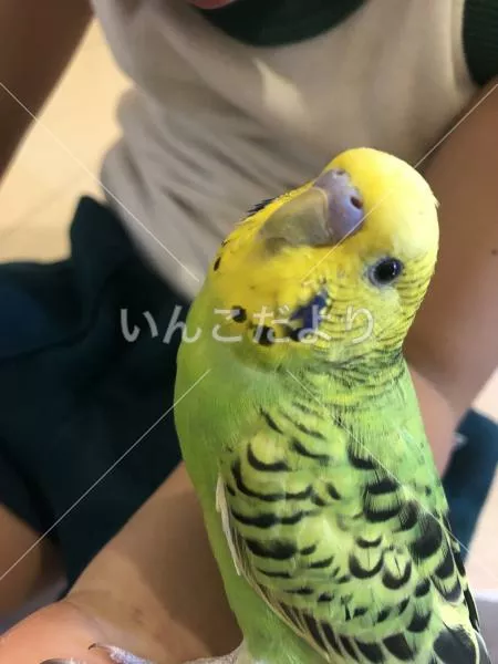 コメントの画像