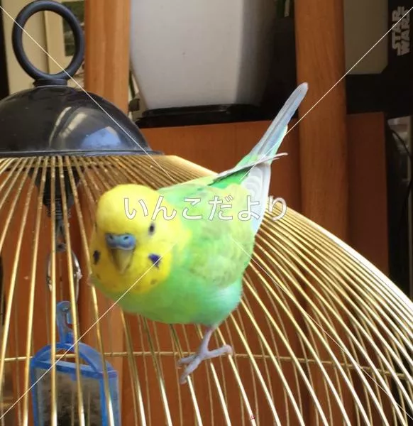 コメントの画像