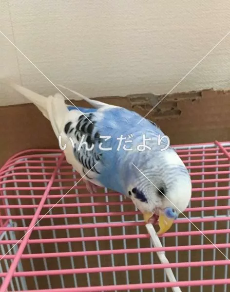 コメントの画像