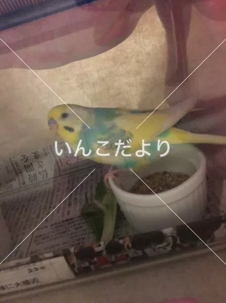 コメントの画像