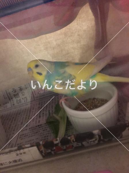 コメントの画像