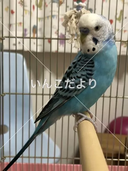 コメントの画像