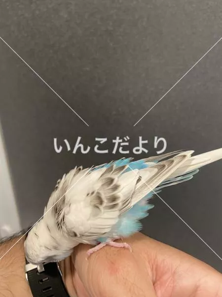 コメントの画像