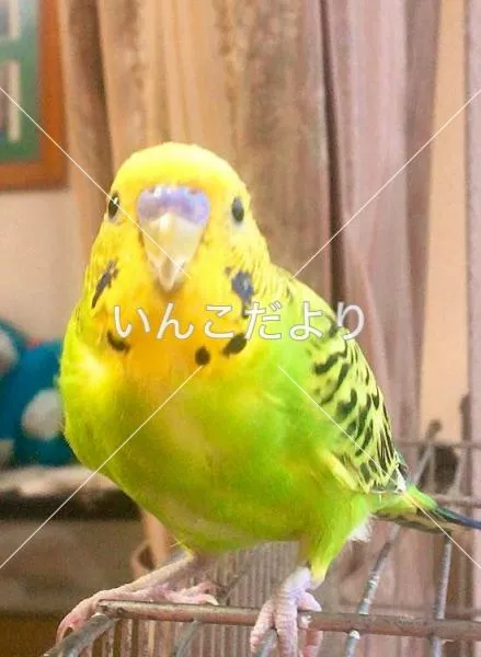 コメントの画像