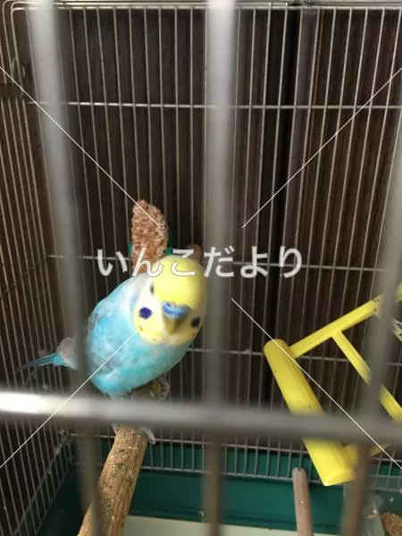 コメントの画像