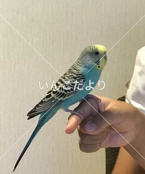 コメントの画像