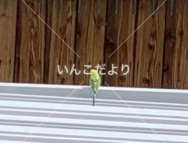 コメントの画像