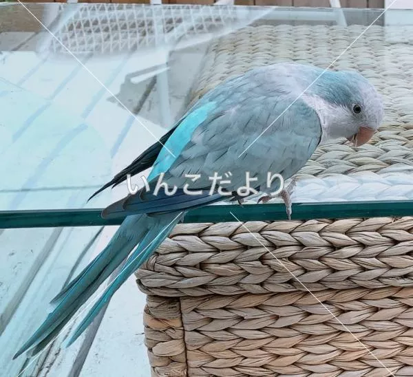 コメントの画像