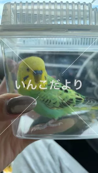 コメントの画像