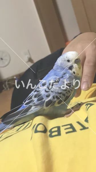 コメントの画像