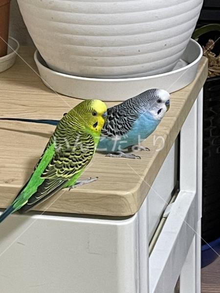 コメントの画像