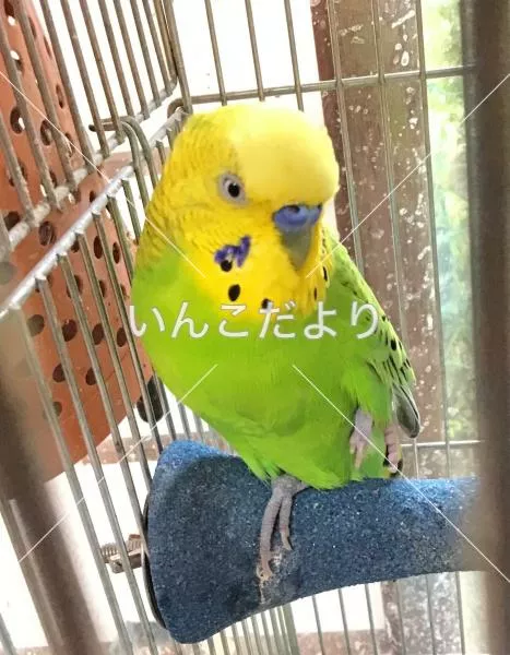 コメントの画像