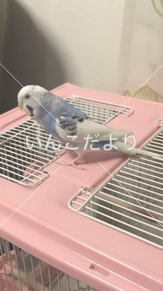 コメントの画像