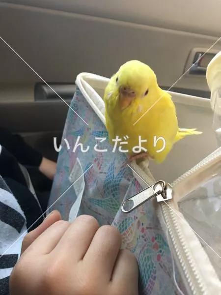 コメントの画像