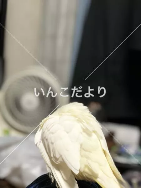 コメントの画像