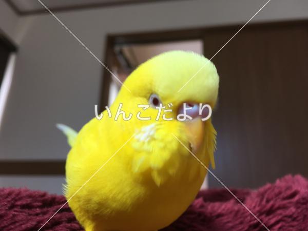 コメントの画像