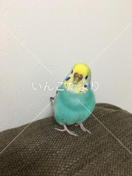 コメントの画像