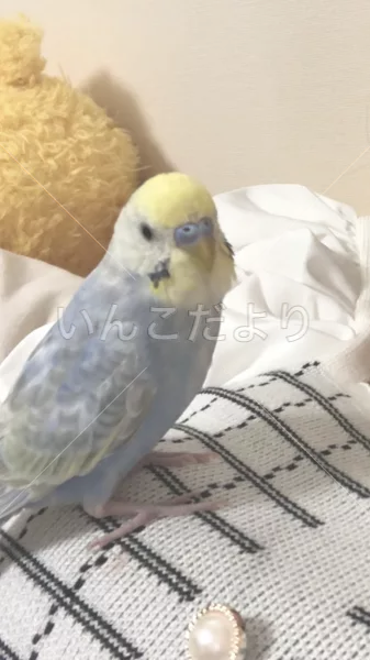 コメントの画像