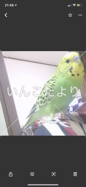 コメントの画像