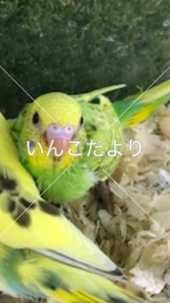 コメントの画像