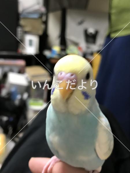 コメントの画像