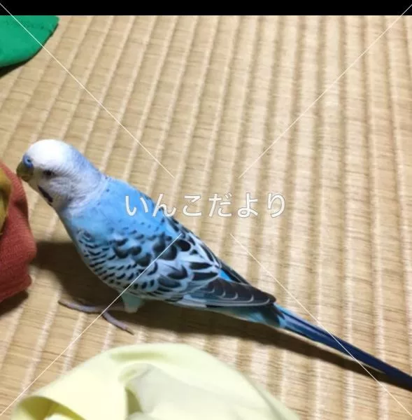 コメントの画像