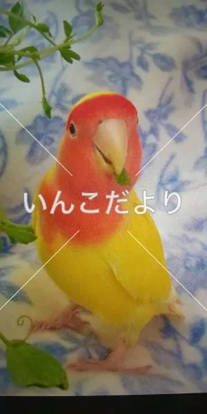 コメントの画像