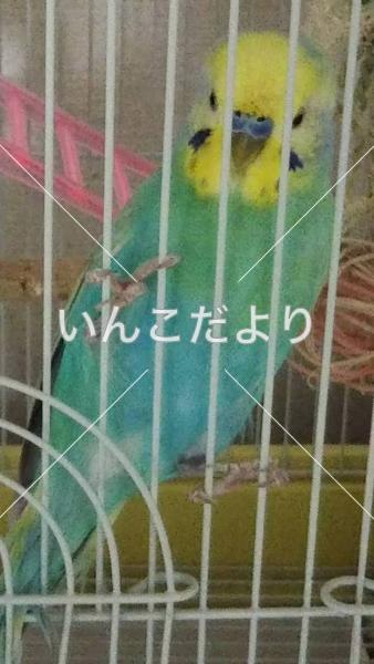 コメントの画像