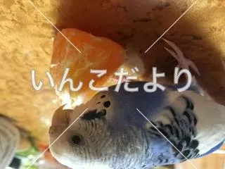 コメントの画像