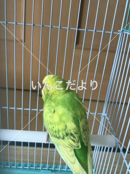 コメントの画像